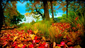 Обои для рабочего стола: Осенние листья