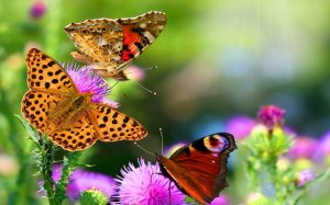 Бабочки и цветы - скачать обои на рабочий стол