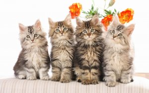 Обои для рабочего стола: Четыре котенка и цве...