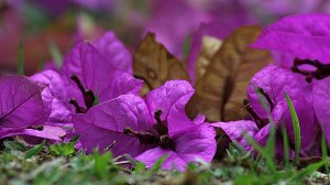 Фиолетовые цветы - скачать обои на рабочий стол