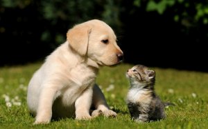 Котенок и щенок на лужайке - скачать обои на рабочий стол