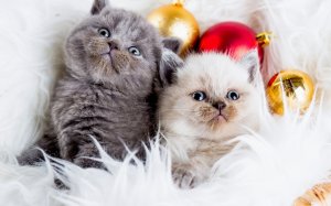 Новогодние котята - скачать обои на рабочий стол