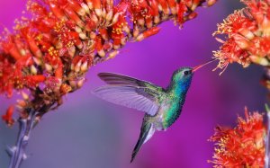 Колибри в цветах - скачать обои на рабочий стол