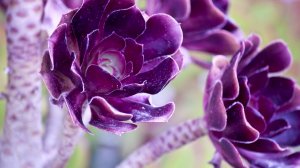 Фиолетовый цвет растений - скачать обои на рабочий стол