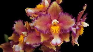 Дикая орхидея - скачать обои на рабочий стол