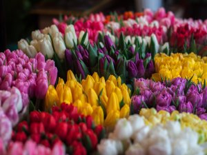 Море разноцветных тюльпанов - скачать обои на рабочий стол