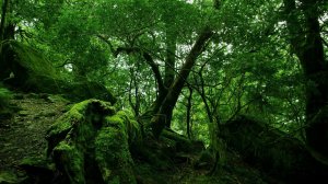 Зеленый лес - скачать обои на рабочий стол