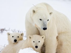 Белая медведица с медвежатами - скачать обои на рабочий стол