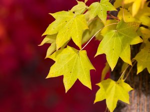 Желтые листья - скачать обои на рабочий стол