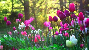 Весенние тюльпаны - скачать обои на рабочий стол