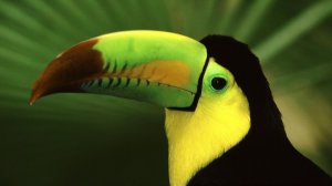 Тропическая птица - скачать обои на рабочий стол