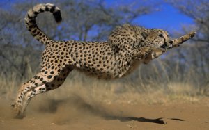 Прыжок гепарда - скачать обои на рабочий стол