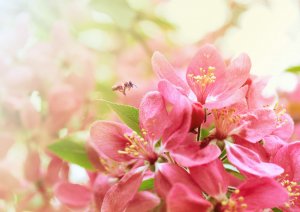 Розовое соцветие - скачать обои на рабочий стол