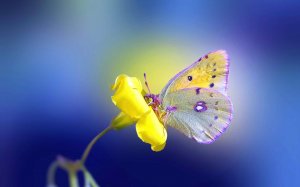Бабочка в цветке - скачать обои на рабочий стол