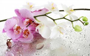 Красота орхидеи - скачать обои на рабочий стол