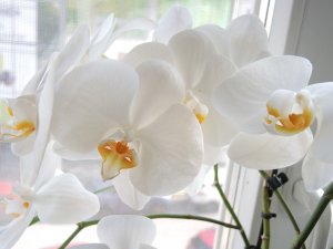 Белые орхидеи - скачать обои на рабочий стол