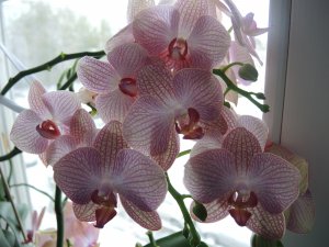 Обои для рабочего стола: Орхидеи на окне