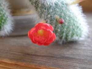 Цветок кактуса - скачать обои на рабочий стол
