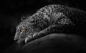 Леопард в черно-белом - скачать обои на рабочий стол