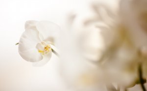 Орхидея белая - скачать обои на рабочий стол