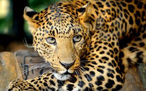 Леопардовый хищник - скачать обои на рабочий стол