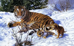 Тигр и тигрята - скачать обои на рабочий стол