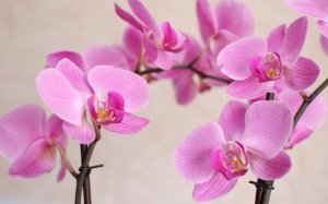 Рзовые орхидеи  - скачать обои на рабочий стол