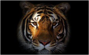 Тигровый портрет - скачать обои на рабочий стол
