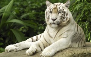 Белый тигр - скачать обои на рабочий стол