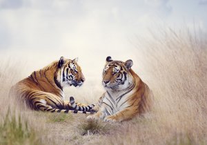 Два тигра - скачать обои на рабочий стол