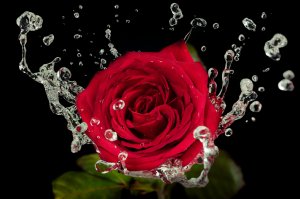 Капли воды от розы - скачать обои на рабочий стол