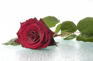 Обои для рабочего стола: Багряная роза