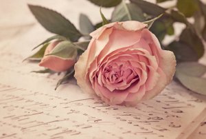 Розовая роза на нотах - скачать обои на рабочий стол