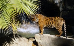 Тигр из джунглей - скачать обои на рабочий стол
