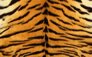 Тигровая шкура - скачать обои на рабочий стол