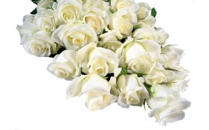 Розы в белом - скачать обои на рабочий стол