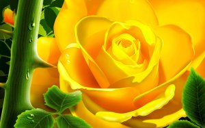 Желтая роза - скачать обои на рабочий стол