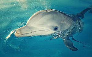 Дельфин - скачать обои на рабочий стол