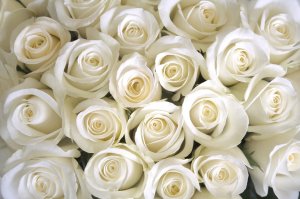 Розы без границ - скачать обои на рабочий стол