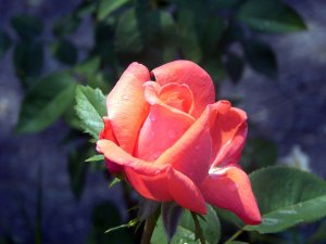 Ролураскрытая розы - скачать обои на рабочий стол