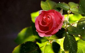 Роза с росой - скачать обои на рабочий стол