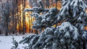Зимний лес - скачать обои на рабочий стол