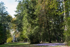 USA Parks Longwood Gardens Pennsylvania Tree - скачать обои на рабочий стол