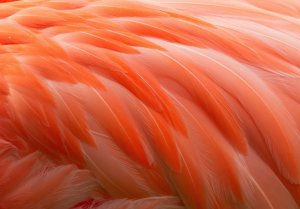 Перья фламинго - скачать обои на рабочий стол