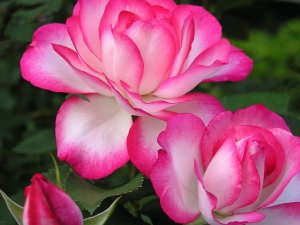 Роза с розовым - скачать обои на рабочий стол