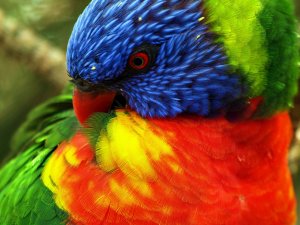 Яркий попугай - скачать обои на рабочий стол