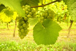 Виноградные листы - скачать обои на рабочий стол