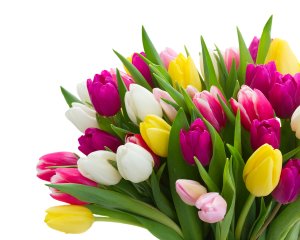 Букет цветных тюльпанов  - скачать обои на рабочий стол