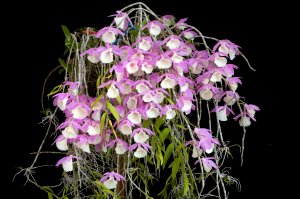 Куст орхидей - скачать обои на рабочий стол