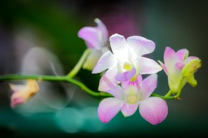 Ветвь орхидеи - скачать обои на рабочий стол